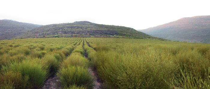 Rooibos arbata krumai